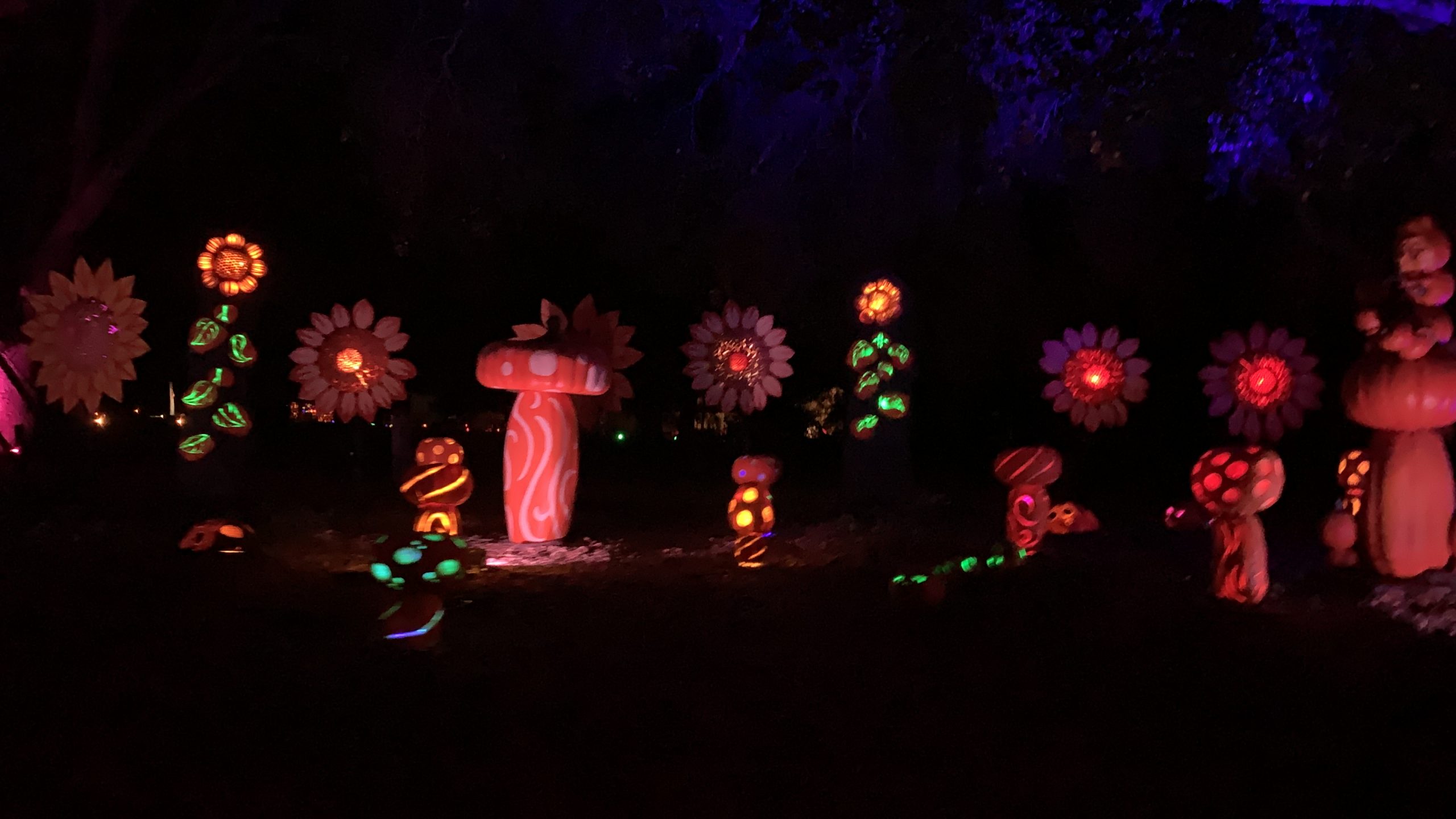 Nights of the Jack turns into a drivethru celebration SoCal Moments A Division of Southern